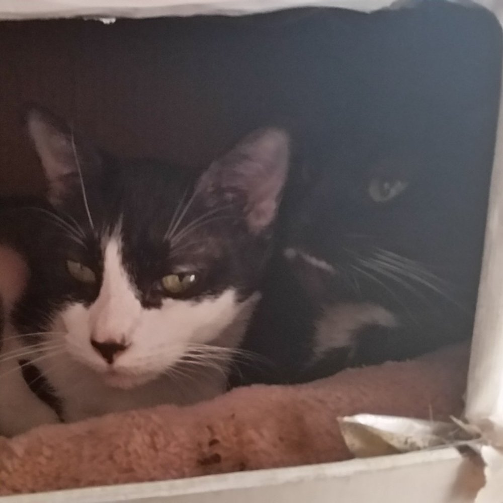 Meet your Posher, Cassidy